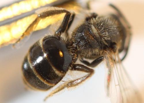 Evylaeus sp.